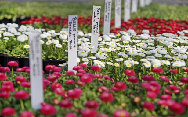 Eine Million Blumen für die Bundeshauptstadt