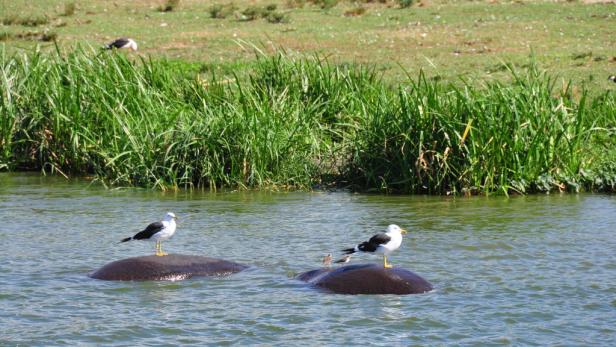 Afrika: Safari à la carte