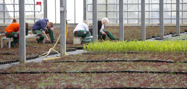 Eine Million Blumen für die Bundeshauptstadt