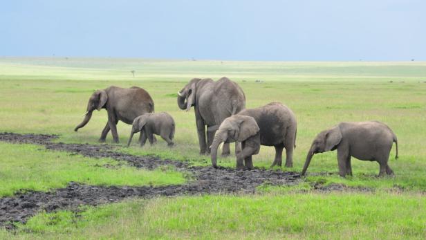 Afrika: Safari à la carte