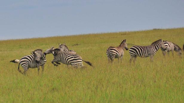 Afrika: Safari à la carte