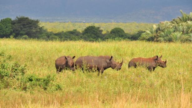 Afrika: Safari à la carte