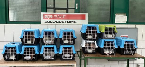 Zollkontrolle in Kärnten: 30 Hundewelpen in Pkw entdeckt