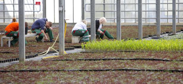 Eine Million Blumen für die Bundeshauptstadt