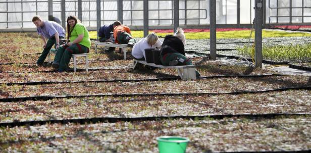 Eine Million Blumen für die Bundeshauptstadt