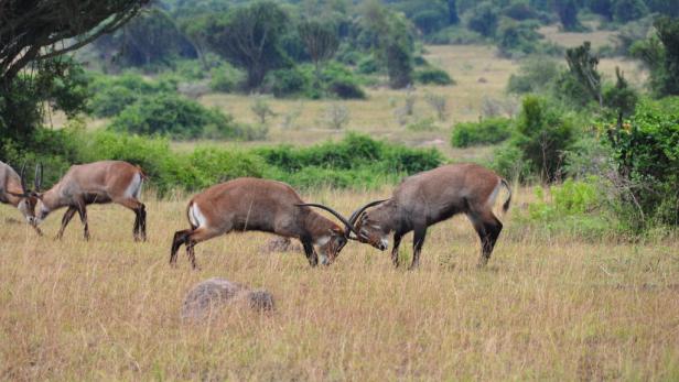 Afrika: Safari à la carte