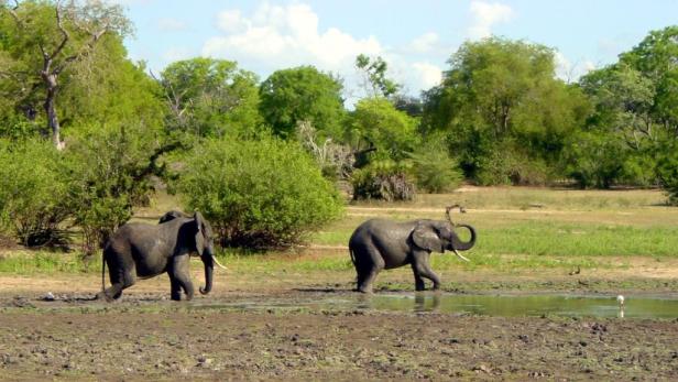 Afrika: Safari à la carte