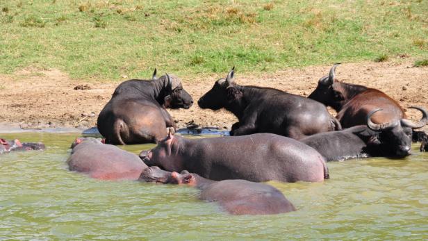 Afrika: Safari à la carte