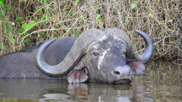 Afrika: Safari à la carte