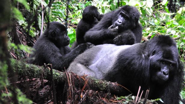 Afrika: Safari à la carte