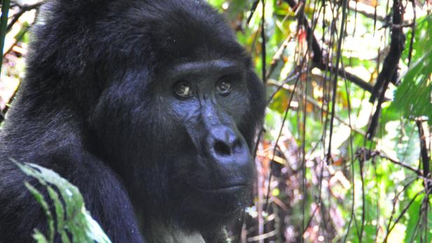 Afrika: Safari à la carte