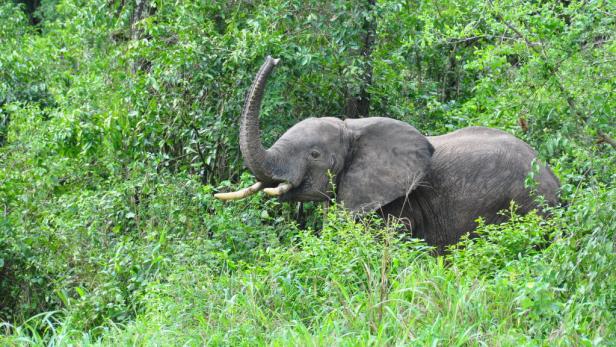 Afrika: Safari à la carte