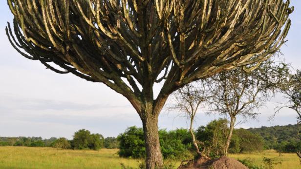 Afrika: Safari à la carte