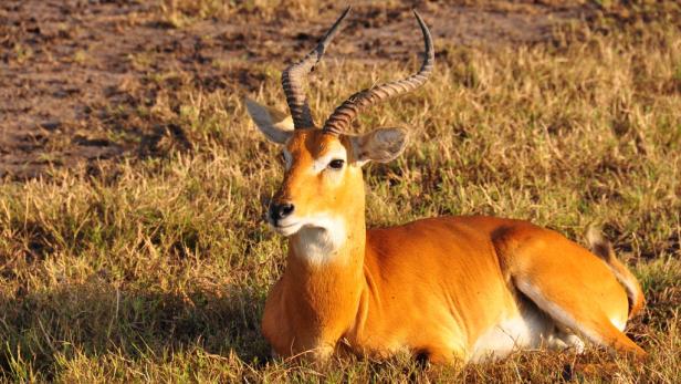 Afrika: Safari à la carte