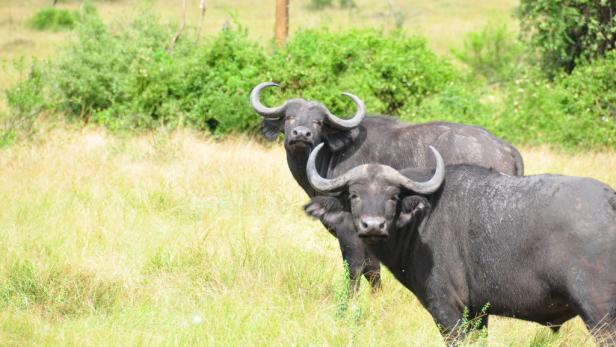 Afrika: Safari à la carte