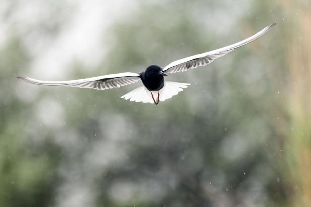 Die haben wirklich viele Vögel: 158 Arten an einem Tag am Neusiedler See entdeckt
