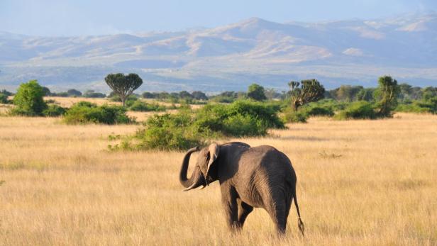 Afrika: Safari à la carte