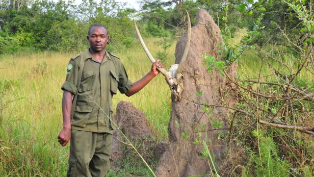 Afrika: Safari à la carte