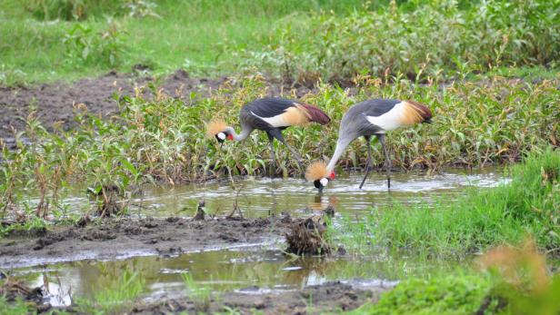 Afrika: Safari à la carte