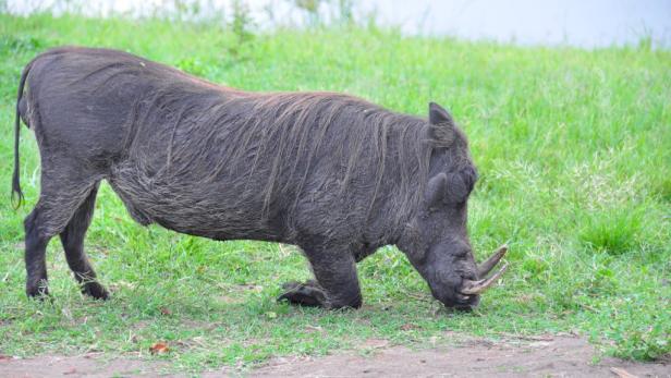 Afrika: Safari à la carte