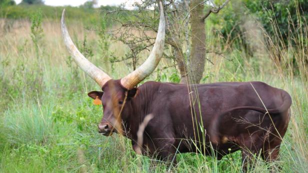 Afrika: Safari à la carte