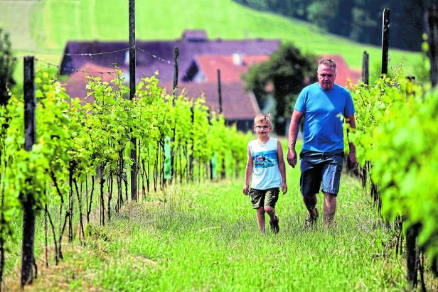 In Weilbach wird heute wie bereits zur Römerzeit Wein angebaut