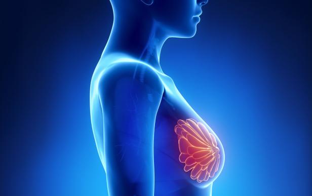 Eine schematische Darstellung der weiblichen Brust mit hervorgehobenen Milchdrüsen.