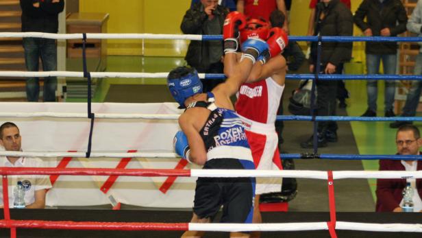 Kleine Boxer ganz groß