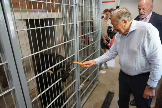 Kragenbär und Baulöwe als neue Attraktionen im Zoo der weißen Tiger