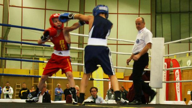 Kleine Boxer ganz groß