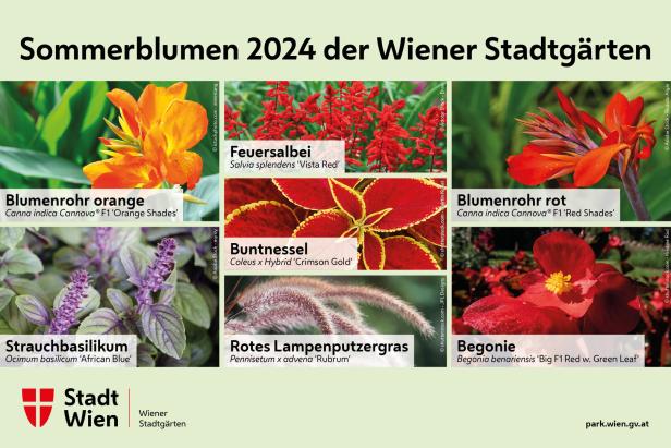 Wiener Stadtgärten im Sommer: Wo die roten Blumen blühen