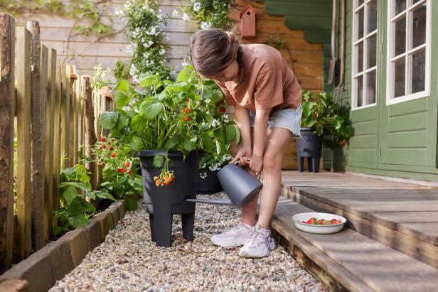 Eine junge Frau gießt Erdbeeren in einem Pflanzgefäß im Garten.