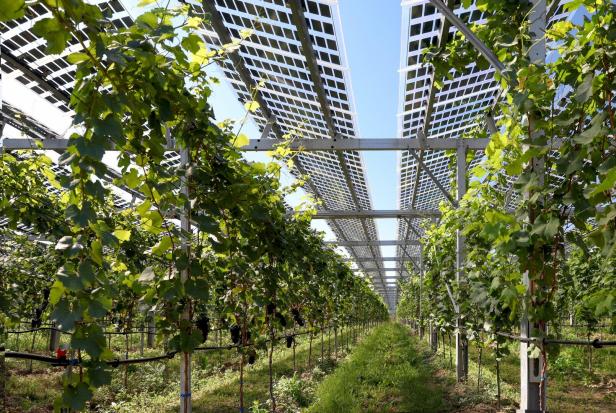 Neuer Anlauf für Photovoltaikanlage auf grüner Wiese in Linz