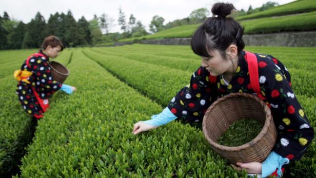 Grüner Tee: Grazer Forscher enttarnen Wirkung