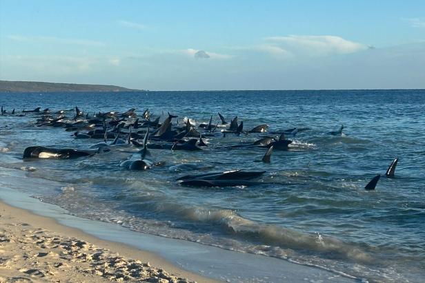 Großes Rätsel um Orca-Angriffe: Warum Wale Boote angreifen