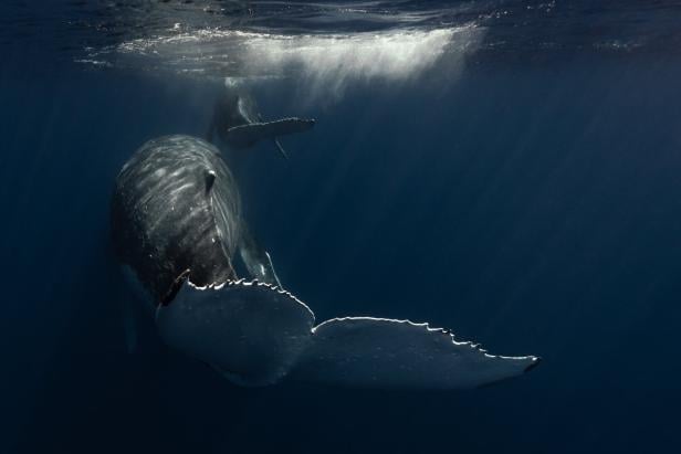 Großes Rätsel um Orca-Angriffe: Warum Wale Boote angreifen