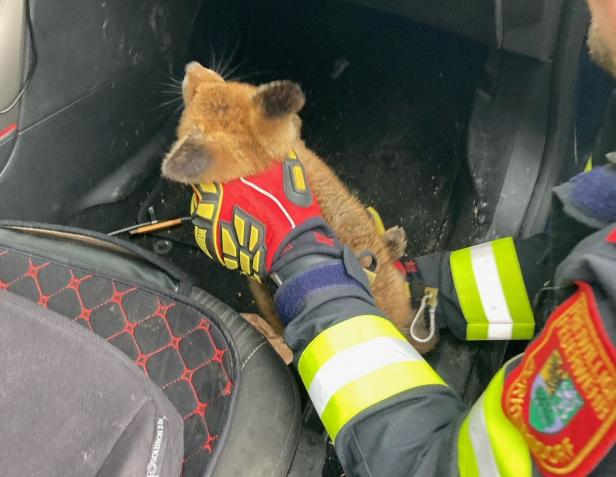 Junger Fuchs in Auto eingeklemmt, die Feuerwehr half