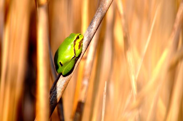 Ein grüner Laubfrosch sitzt auf einem dünnen Ast vor hellem Hintergrund.