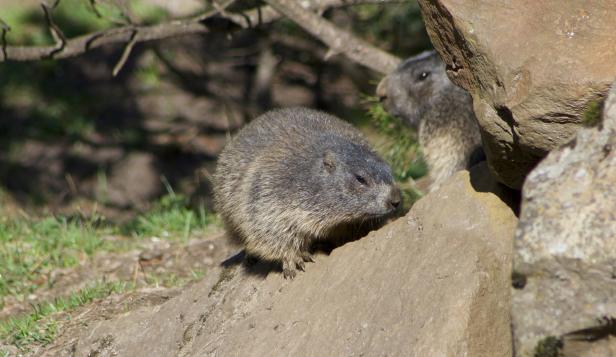Zwei Murmeltiere sitzen auf Felsen.