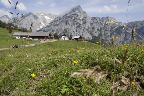 Blick auf Almhütten vor einer Bergkulisse mit blühender Wiese im Vordergrund.