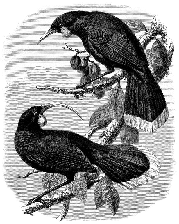 Der Huia (Heteralocha acutirostris), auf Deutsch auch Lappenhopf genannt, wurde zuletzt 1907 in dem Pazifikstaat gesichtet und gilt seither als ausgestorben.