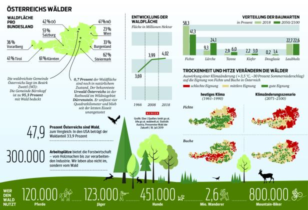 Wie der Wald fit für den Klimawandel gemacht wird