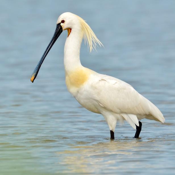 Ein Löffler steht im flachen Wasser.