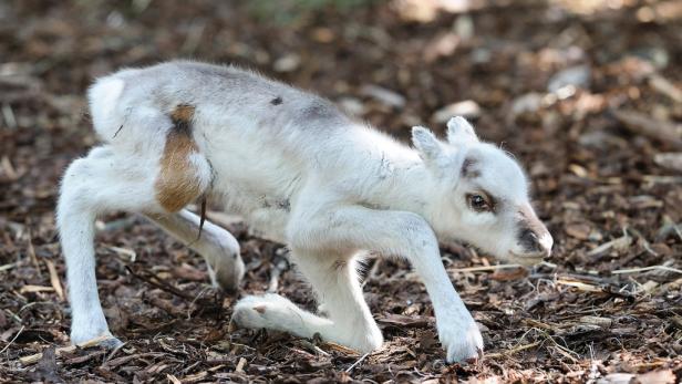 Tiere extrem: Sie lässt der Überlebenskampf kalt