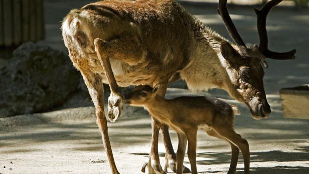 Tiere extrem: Sie lässt der Überlebenskampf kalt