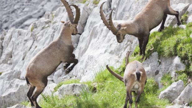 Tiere extrem: Sie lässt der Überlebenskampf kalt