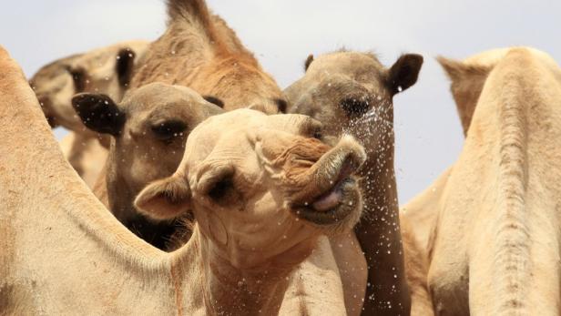 Tiere extrem: Sie lässt der Überlebenskampf kalt