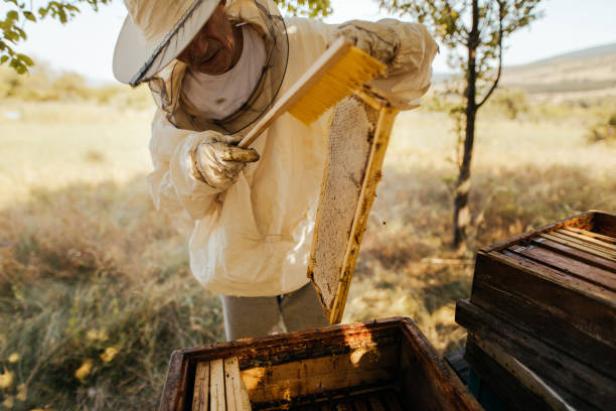 Imkerei, die Kunst Bienen zu pflegen