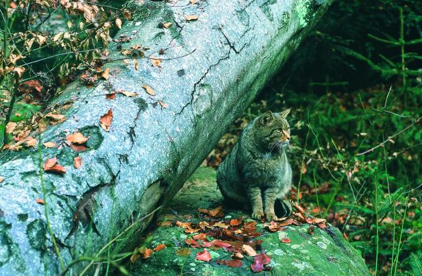 Die Wildkatze fühlt sich in Österreich wieder zu Hause