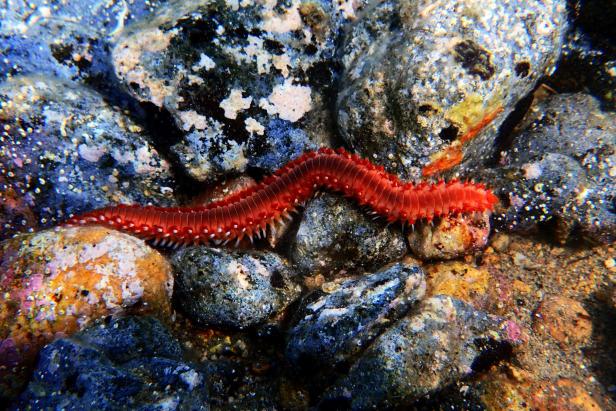 Die Feuerwürmer vermehren sich im Mittelmeer dank der warmen Meerestemperaturen und drohen in diesem Sommer zu einem Schreck für Badende zu werden. 